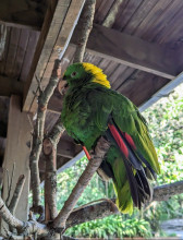 Ruinas de Copán